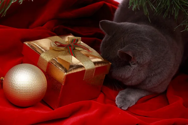 Gatto britannico augurando Buon Natale — Foto Stock