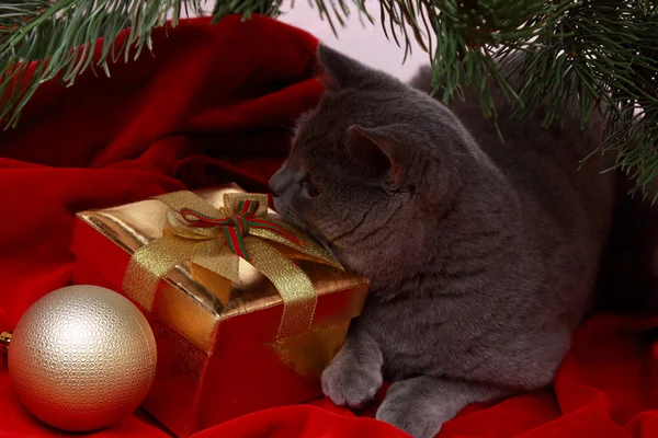 Chat britannique souhaitant Joyeux Noël — Photo