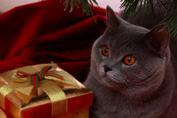 ब्रिटिश बिल्ली मेरी क्रिसमस की कामना — स्टॉक फ़ोटो, इमेज
