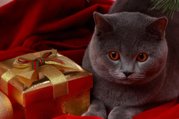 Gatto britannico augurando Buon Natale — Foto Stock