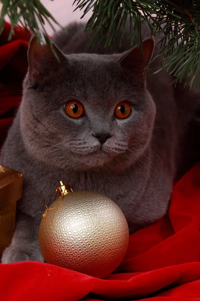 Gatto britannico augurando Buon Natale — Foto Stock