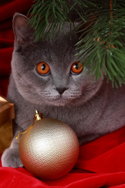 Gato britânico que deseja Feliz Natal — Fotografia de Stock