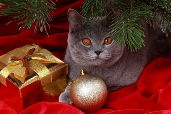 Cat under christmas tree — Stock Photo, Image