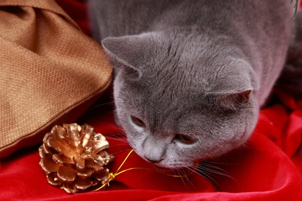 クリスマス ツリーの下に猫 — ストック写真