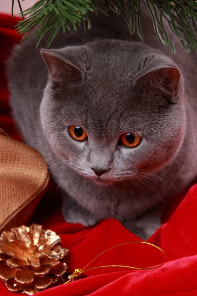 Cat under christmas tree — Stock Photo, Image