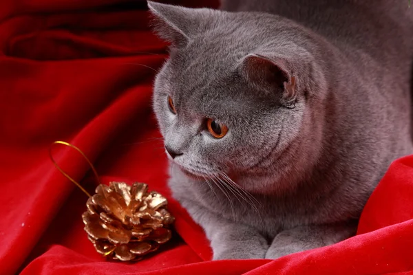 Cat under christmas tree