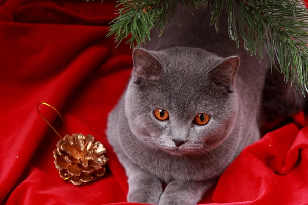 Cat under christmas tree — Stock Photo, Image