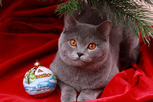 Gato sob árvore de Natal — Fotografia de Stock