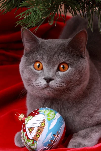 イギリスの猫とクリスマス ツリー — ストック写真