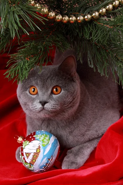 British cat and christmas tree — Stock Photo, Image