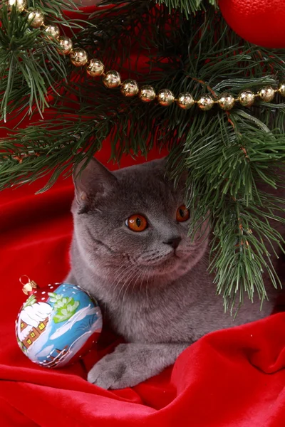 Britische Katze und Weihnachtsbaum — Stockfoto