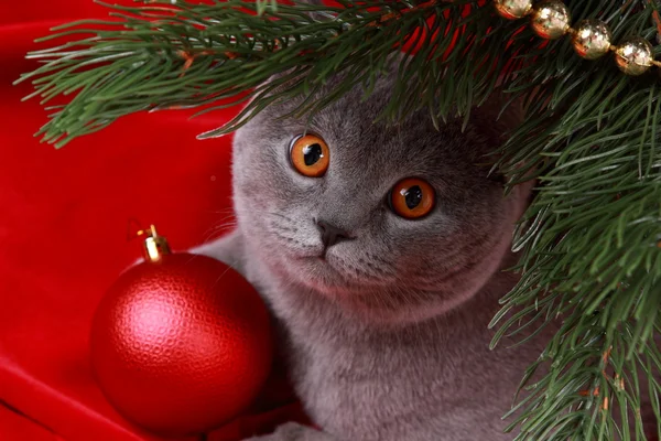 Britse kat en kerstboom — Stockfoto