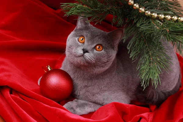 英国猫和圣诞树 — 图库照片