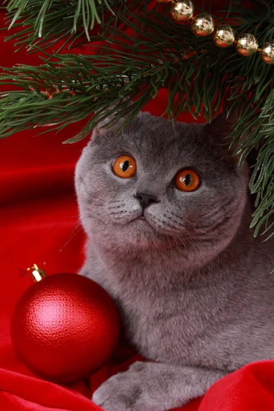 Britische Katze und Weihnachtsbaum — Stockfoto