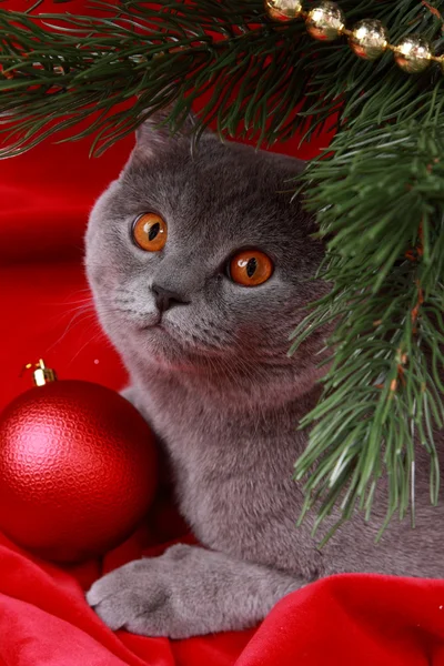 British cat and christmas tree — Stock Photo, Image