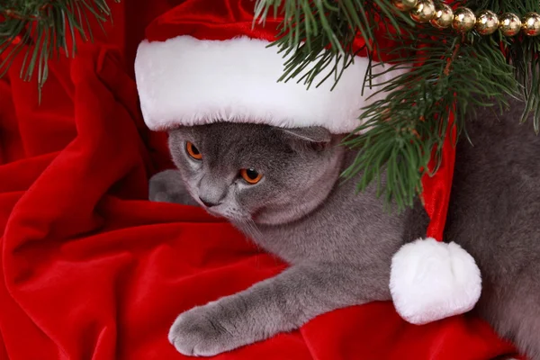 Katze mit Weihnachtsmann-Mütze — Stockfoto