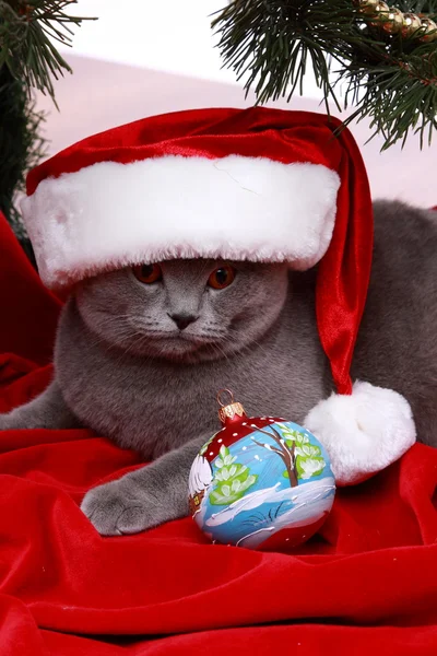 Katze mit Weihnachtsmann-Mütze — Stockfoto