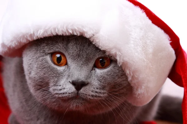 Кошка в кепке Санта-Клауса — стоковое фото