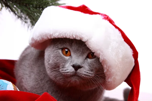 Katze mit Weihnachtsmann-Mütze — Stockfoto