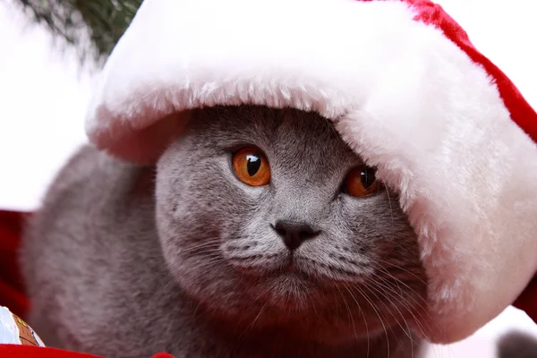 Cat in Santa Claus cap — Stock Photo, Image