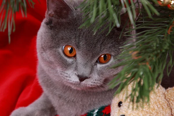 British cat and teddy bear — Stock Photo, Image