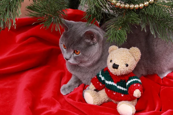 British cat and teddy bear — Stock Photo, Image