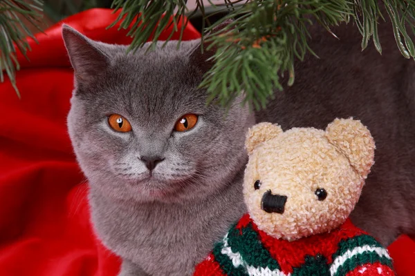 Британский кот и плюшевый мишка — стоковое фото