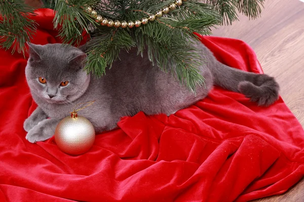 漂亮的灰色英国猫 — 图库照片