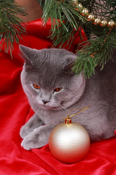 Beau chat britannique gris — Photo