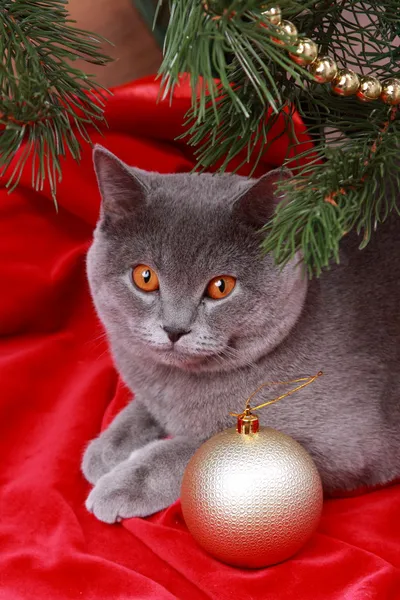 Beau chat britannique gris — Photo