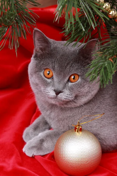 Pěkné šedé britská kočka — Stock fotografie