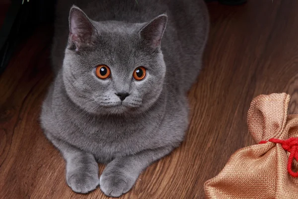 Gray british cat — Stock Photo, Image