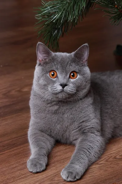 Gray british cat — Stock Photo, Image