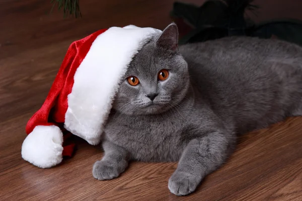 Chat gris britannique avec chapeau Santa — Photo