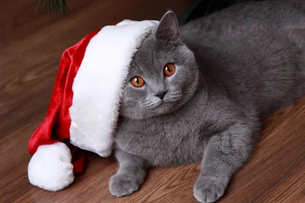 Britisch graue Katze mit Weihnachtsmütze — Stockfoto