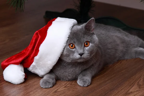 Серый кот в шляпе Санты — стоковое фото