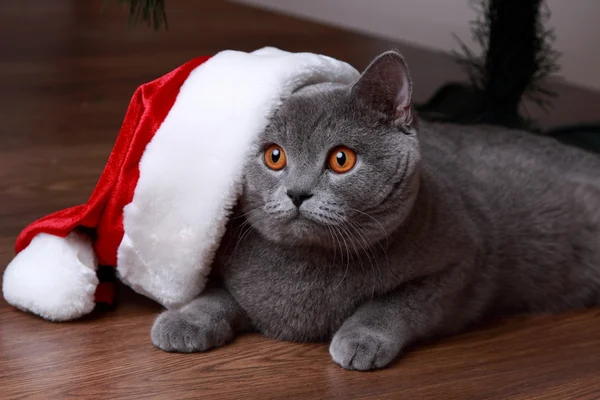 Gatto grigio britannico con cappello Babbo Natale — Foto Stock