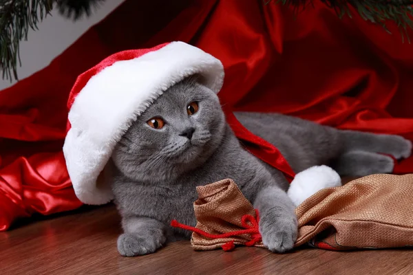Cat under the Christmas tree — Stock Photo, Image