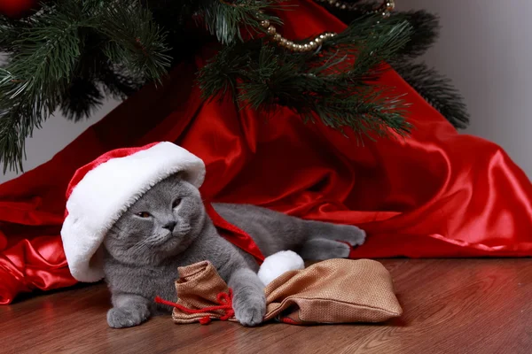 Gato sob a árvore de Natal — Fotografia de Stock