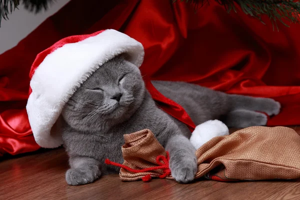 Kat onder de kerstboom — Stockfoto