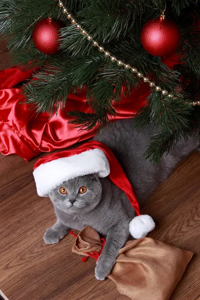Gato bajo el árbol de Navidad — Foto de Stock