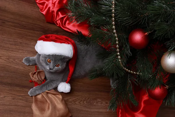 Kat onder de kerstboom — Stockfoto