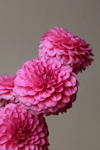 Dalias rosadas — Foto de Stock