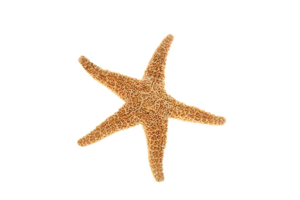 Estrella de mar del Caribe — Foto de Stock
