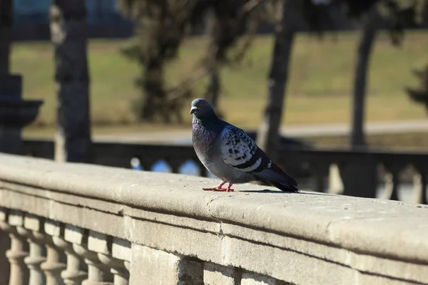 Pigeon de ville — Photo