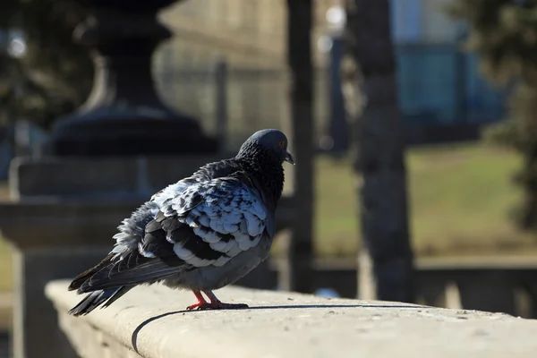 Pigeons dans la ville — Photo
