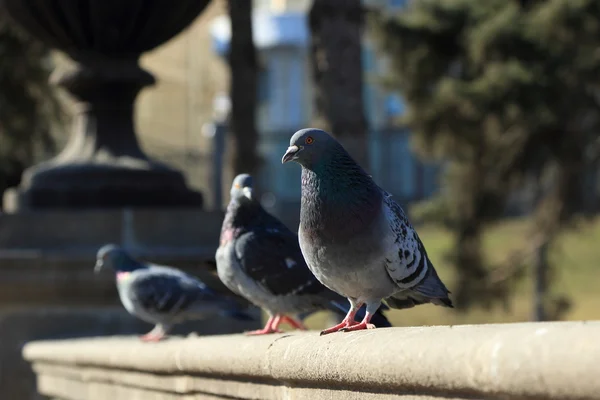 Tauben in der Stadt — Stockfoto