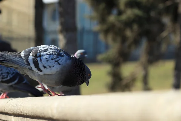 Pigeons dans la ville — Photo