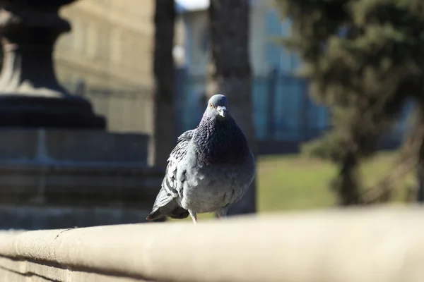 Pigeon de ville — Photo