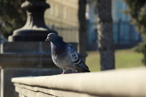 Pigeon de ville — Photo